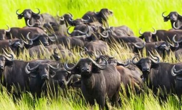 2 Days Mikumi National Park Safari from Zanzibar